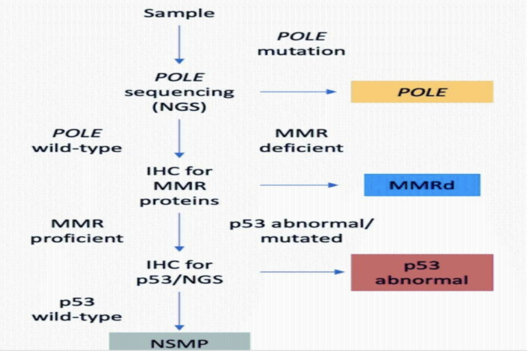 Endometrial Carcinoma Genomic Profiling Focusing On Pole 2779